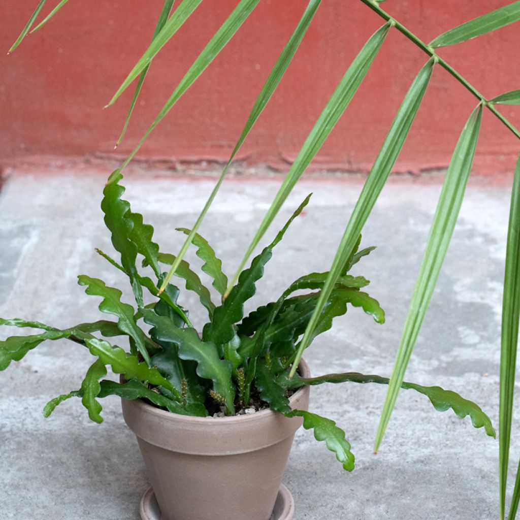 Epiphyllum anguliger - Cactus zig-zag