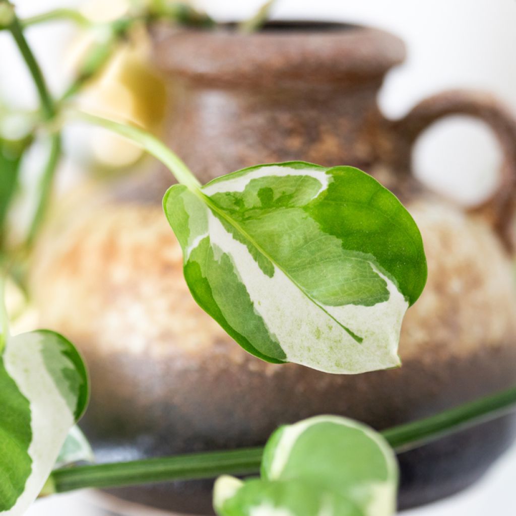 Epipremnum N'joy - Pothos