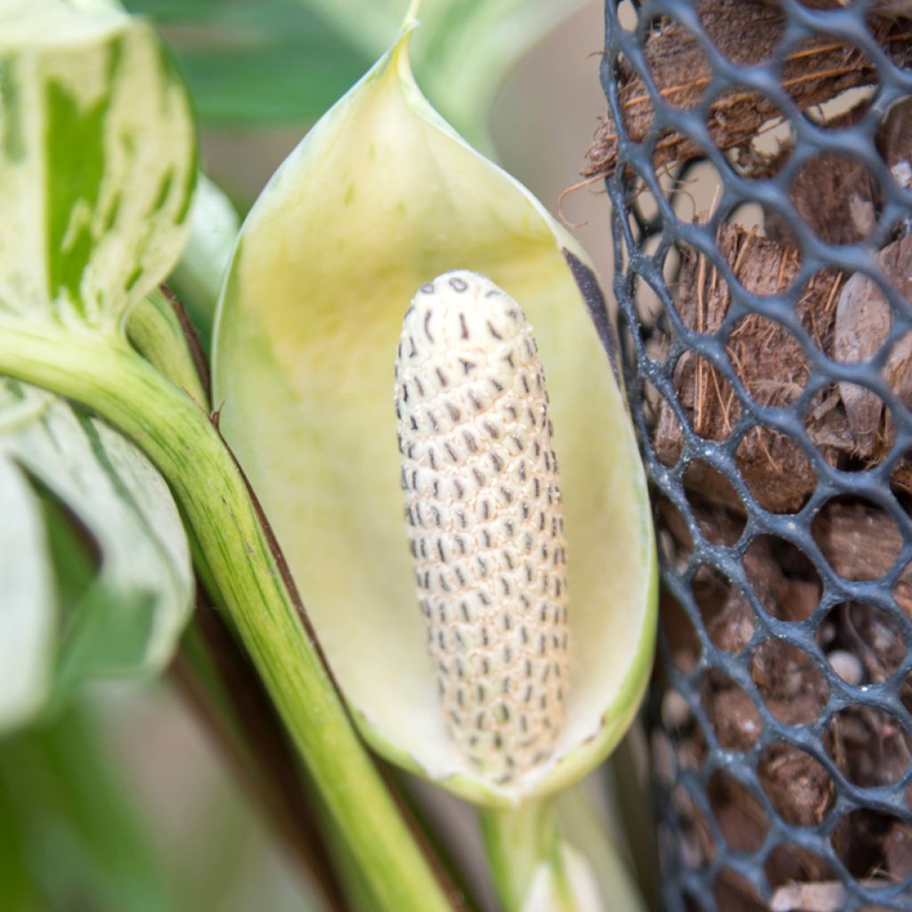 Epipremnum aureum Marble Queen - Pothos