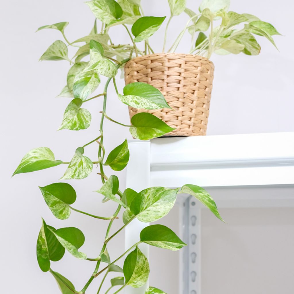 Epipremnum aureum Marble Queen - Pothos