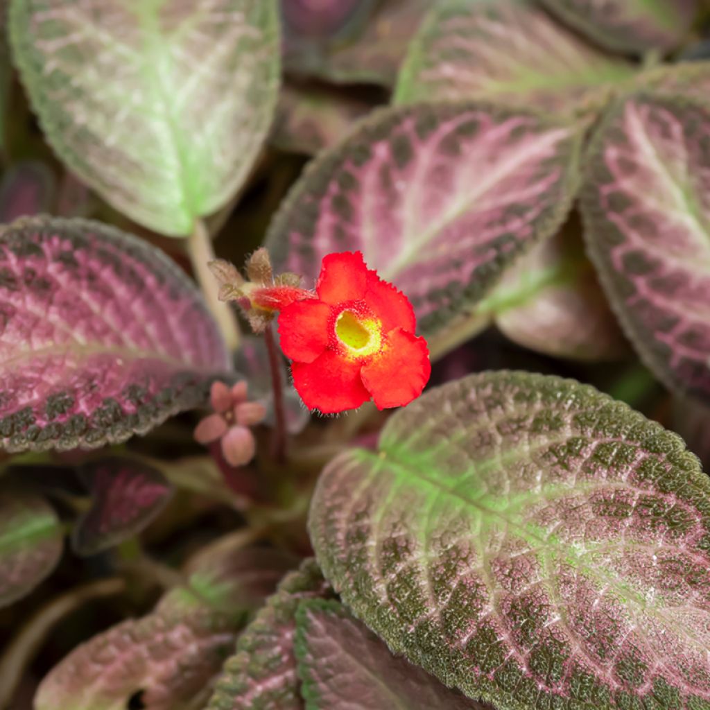 Episcia Malayan Gem