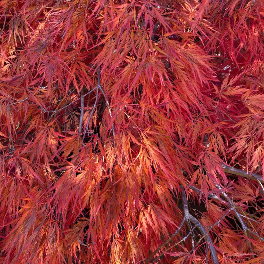 Erable du Japon - Acer palmatum Dissectum Orangeola