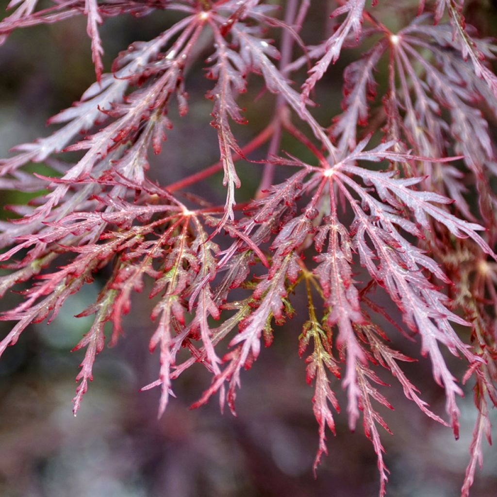 Erable du Japon - Acer palmatum Inaba-Shidare