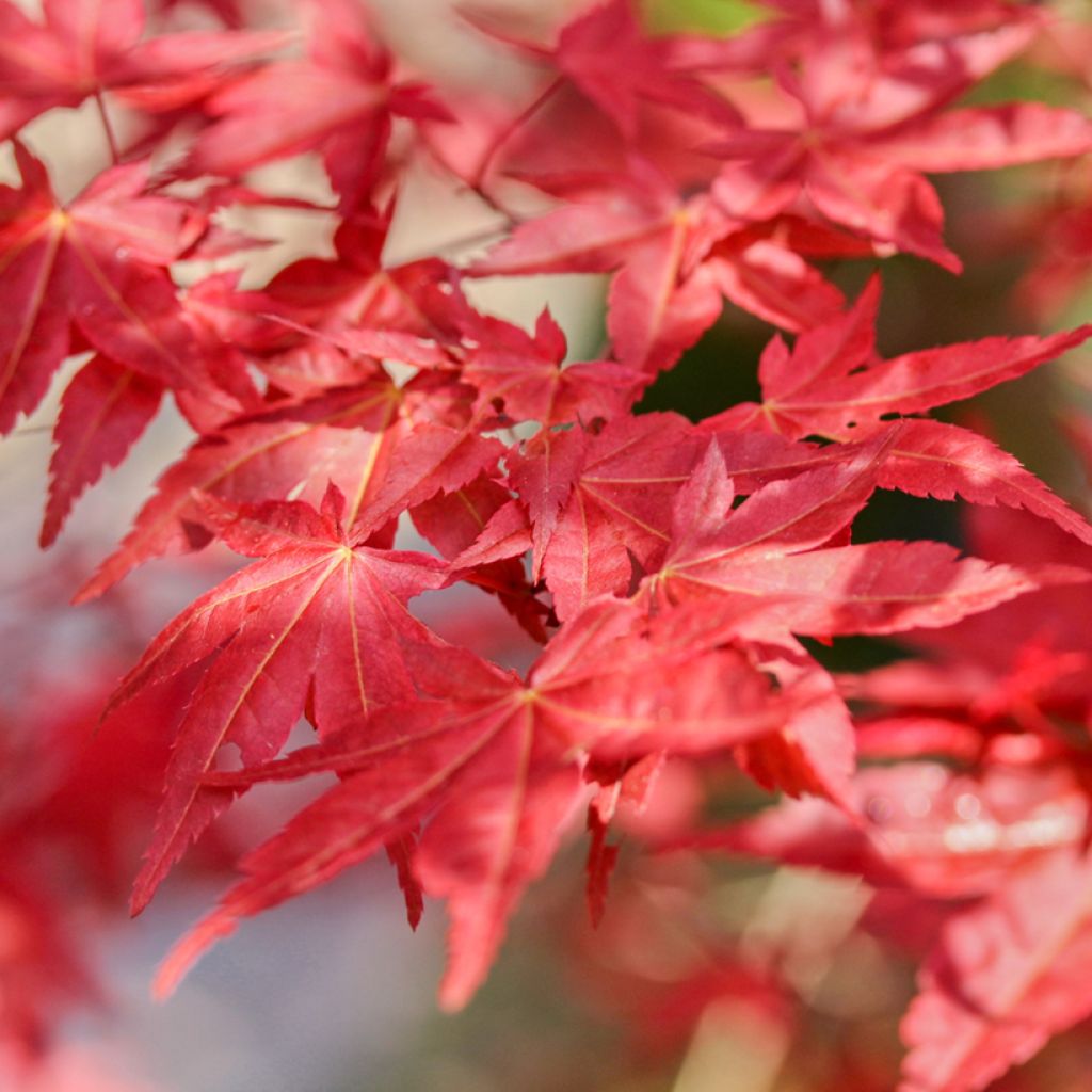 Erable du Japon - Acer palmatum Shaina