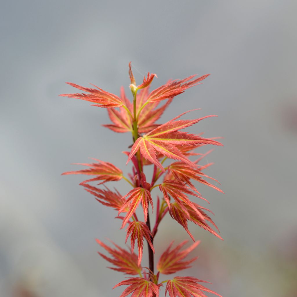 Erable du Japon - Acer palmatum Wilson's Pink Dwarf