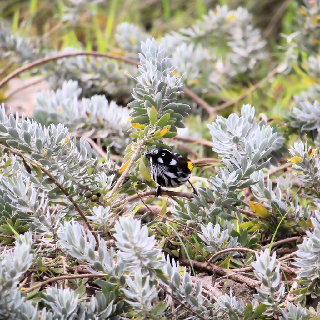 Eremophila glabra Kalbarri Carpet - Erémophile glabre