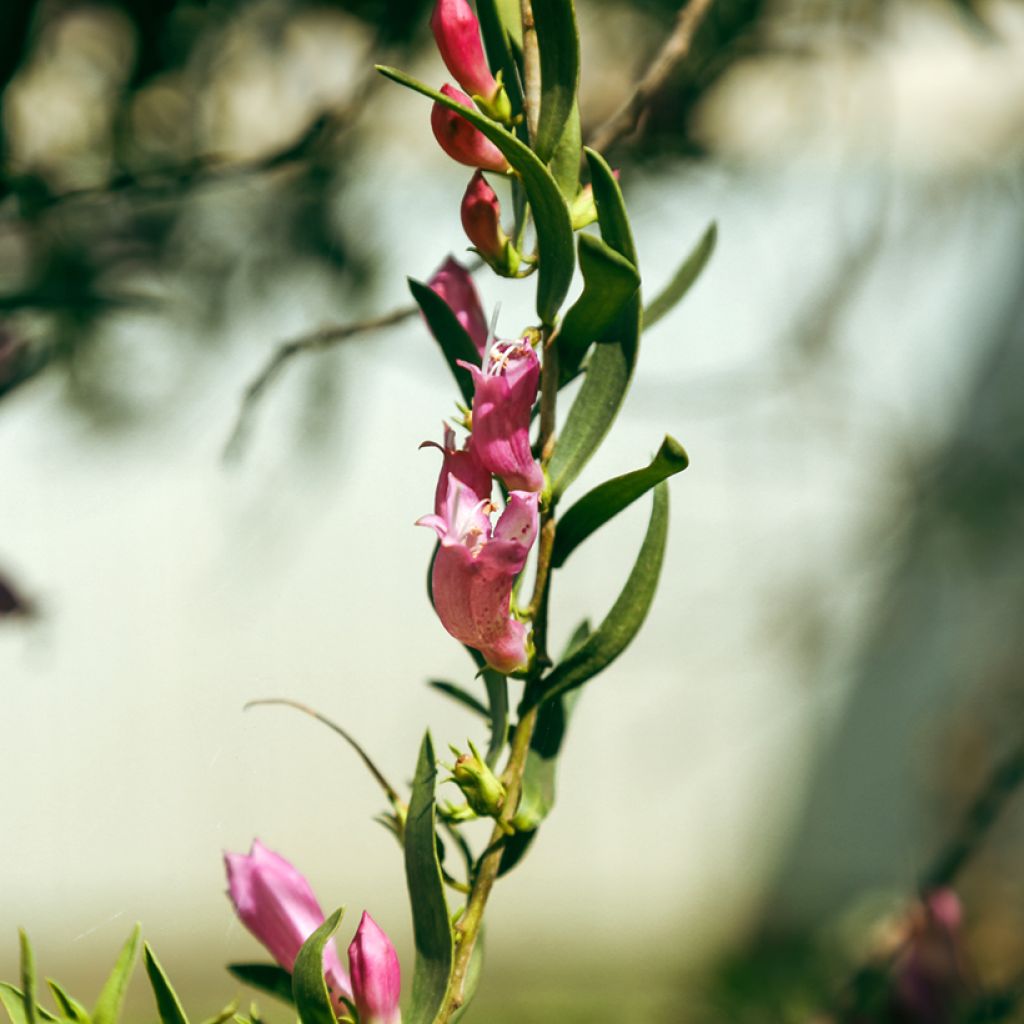 Eremophila laanii - Erémophile