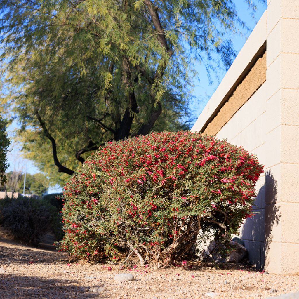 Eremophila maculata - Erémophile tacheté