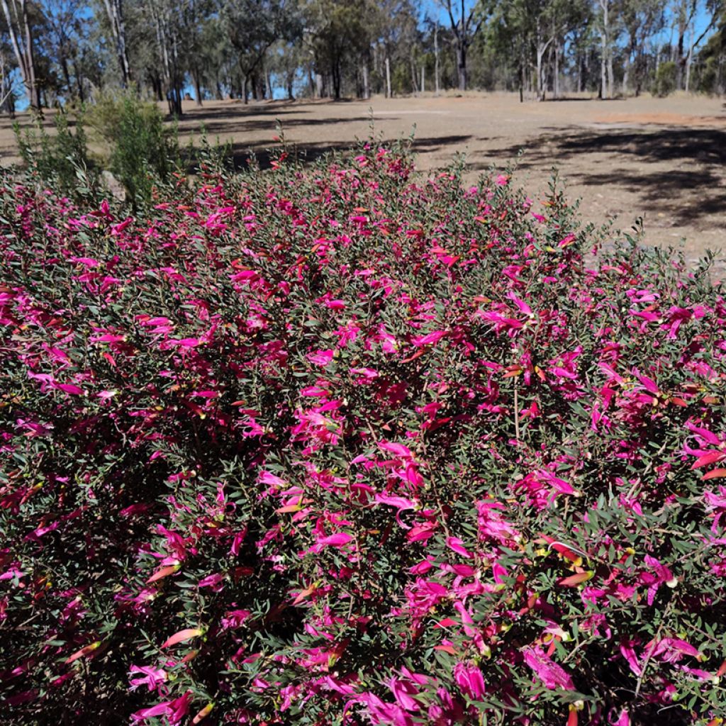 Eremophila maculata - Erémophile tacheté
