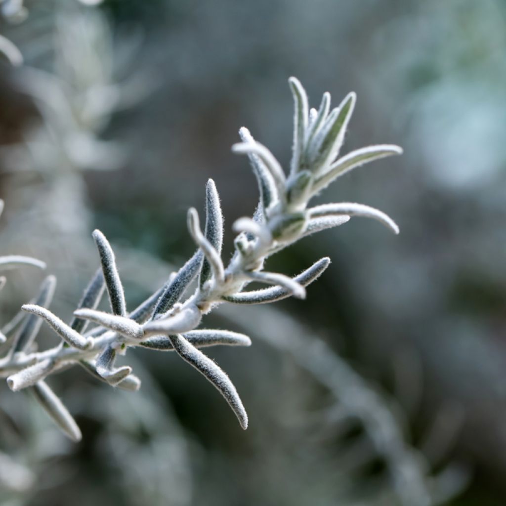 Eremophila nivea - Eremophile soyeuse