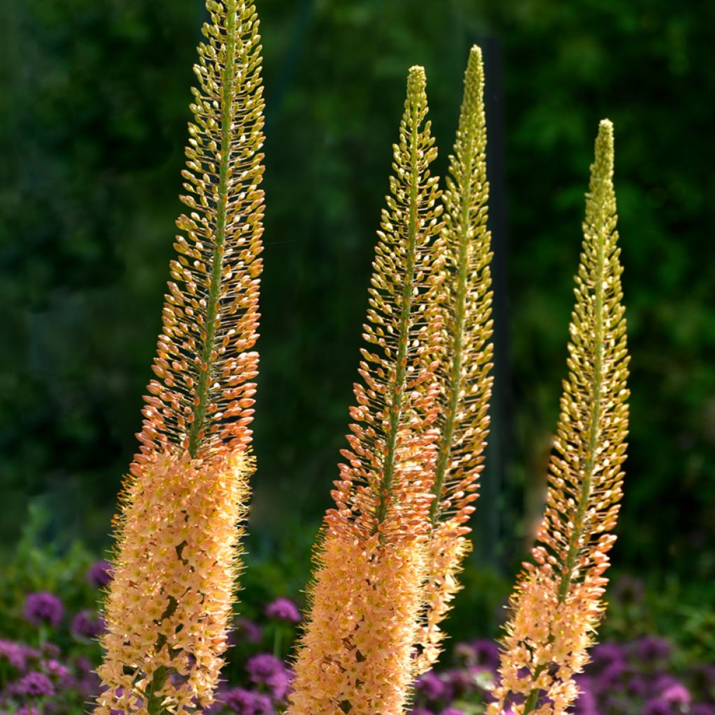 Eremurus Moneymaker - Lis des steppes