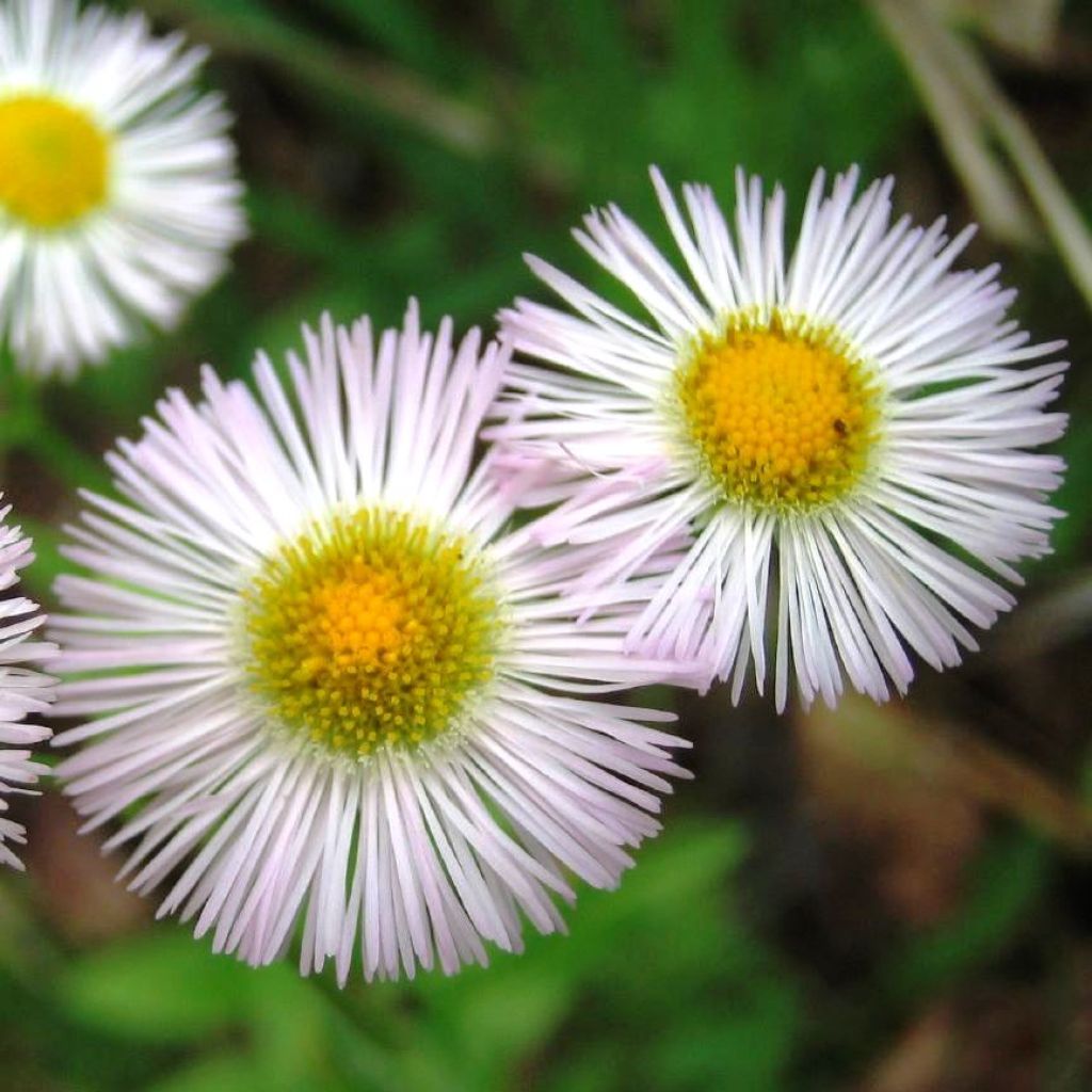 Erigeron annus, Vergerette