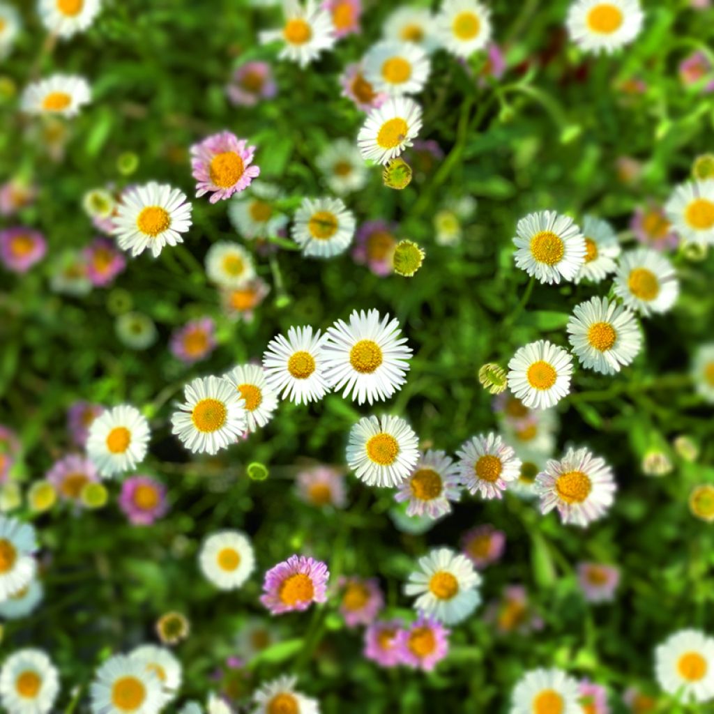 Graines d'Erigeron karvinskianus Profusion - Vergerette