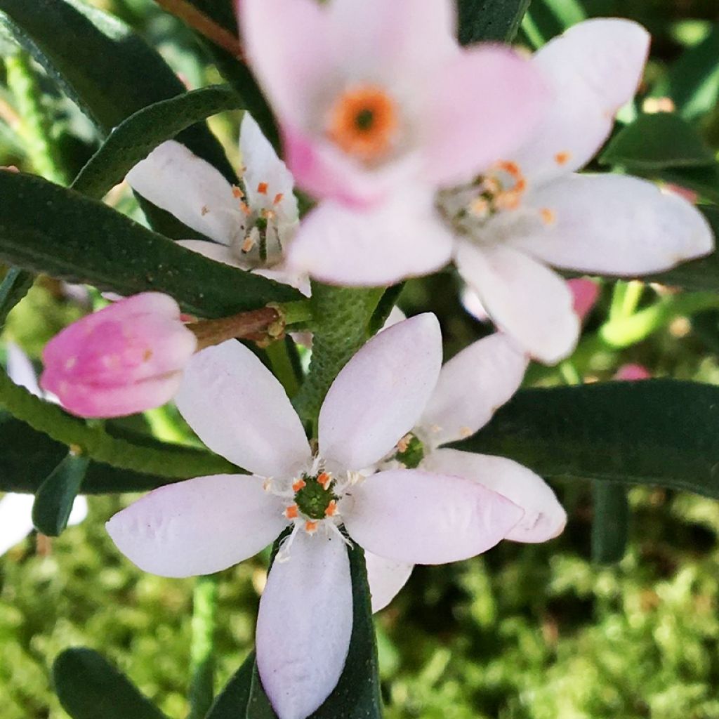 Eriostemon myoporoides Flower Girl Pink - Philotheca