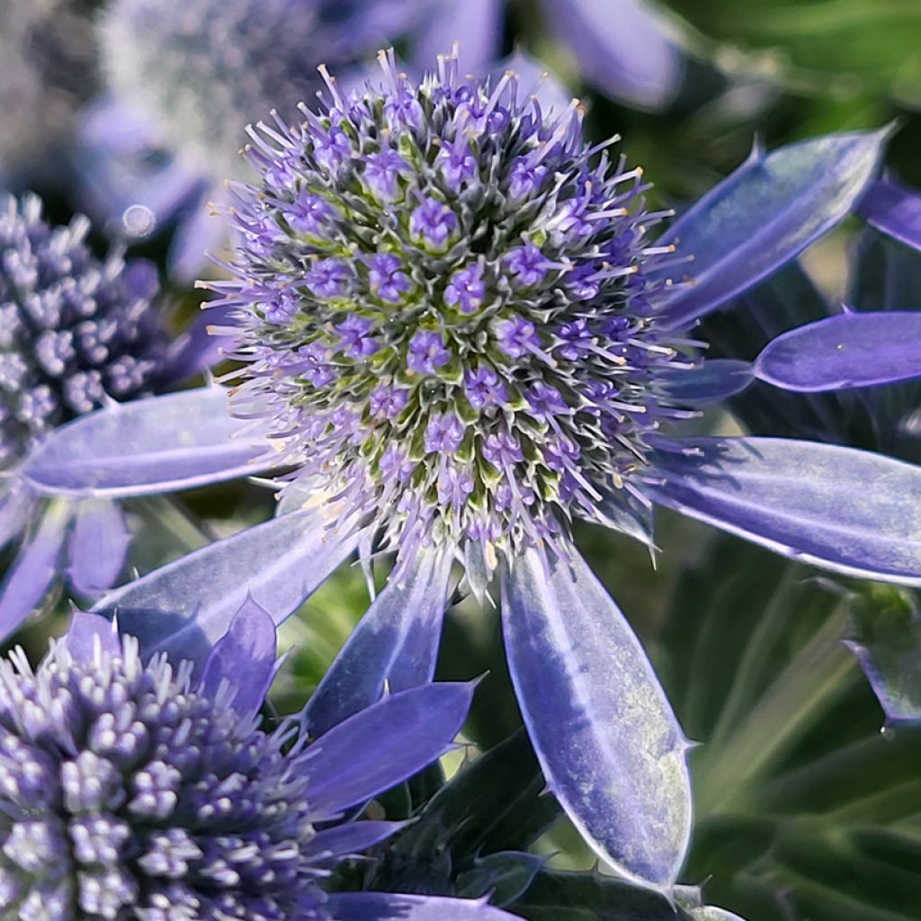 Eryngium Grumpy - Panicaut