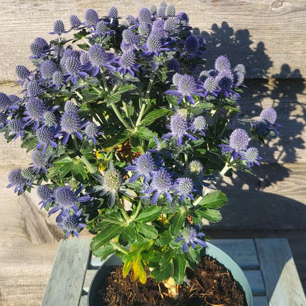 Eryngium Grumpy - Panicaut