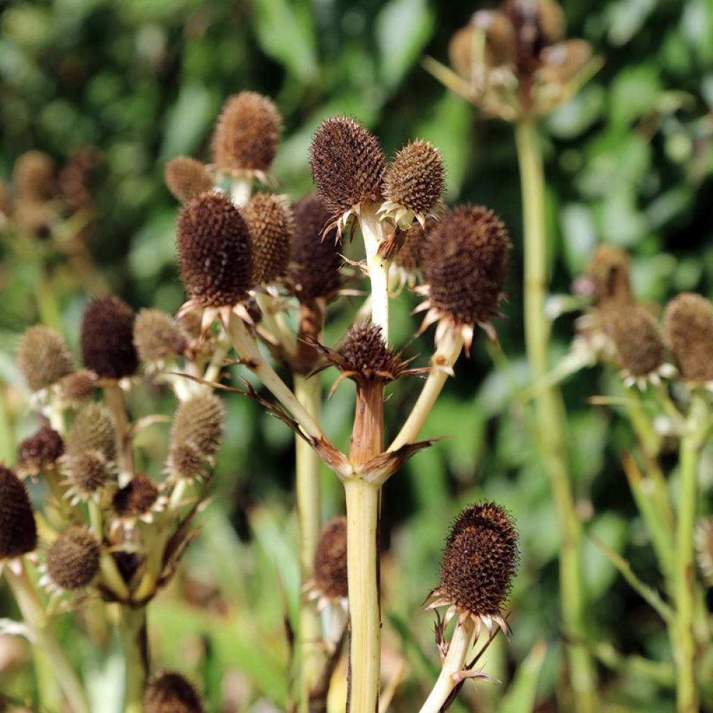 Eryngium agavifolium - Panicaut à feuilles d'Agave