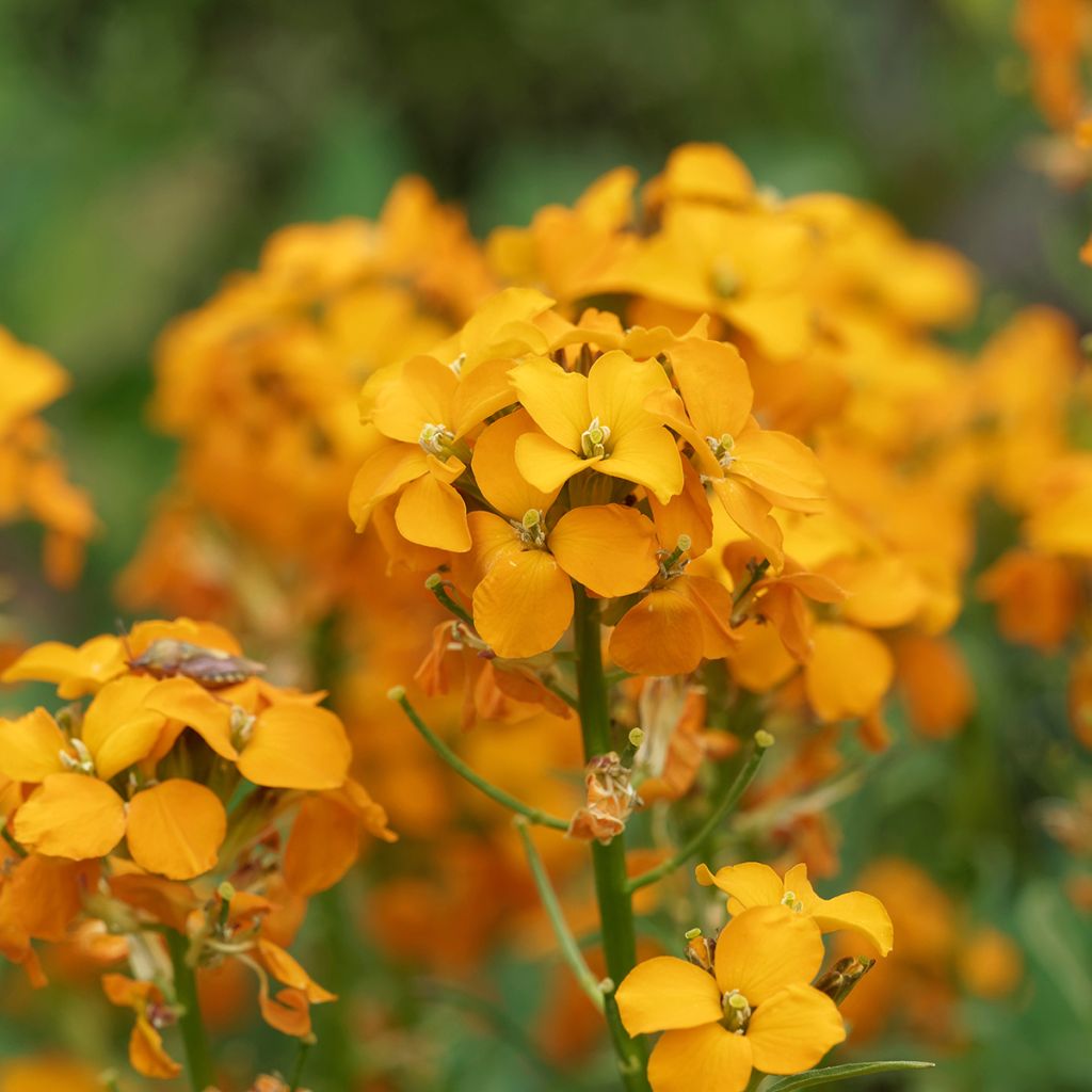 Erysimum Zwerg Mango - Fausse giroflée naine
