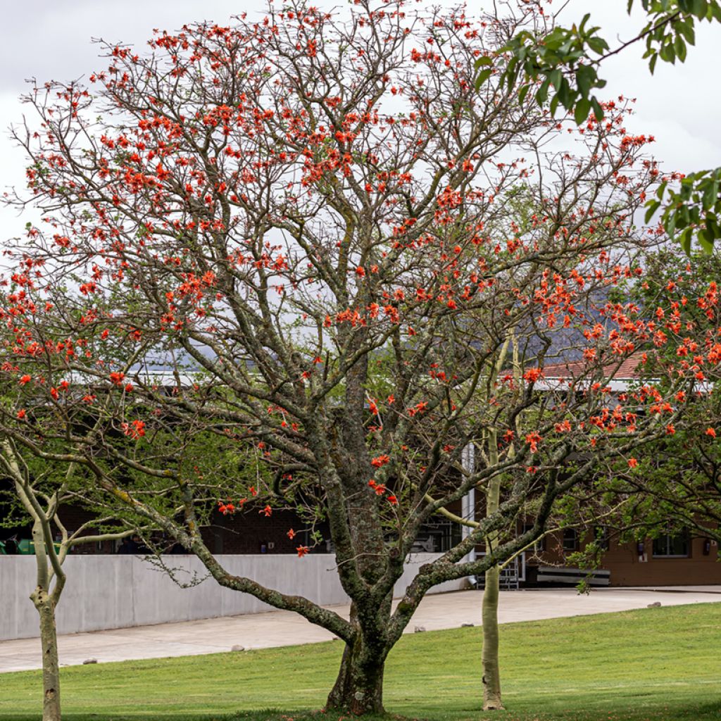 Erythrina caffra - Arbre corail