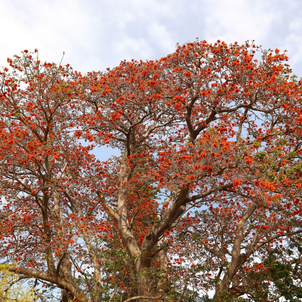 Erythrina caffra - Arbre corail