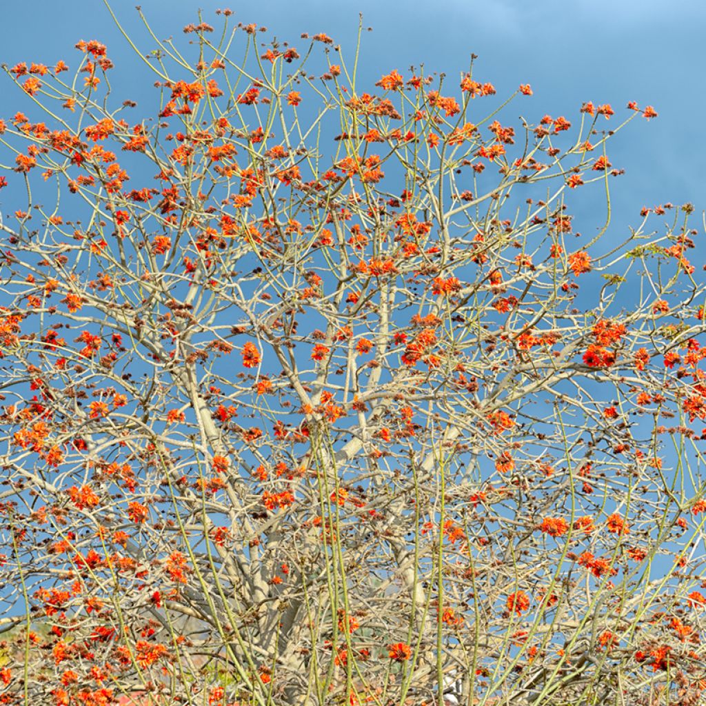 Erythrina caffra - Arbre corail