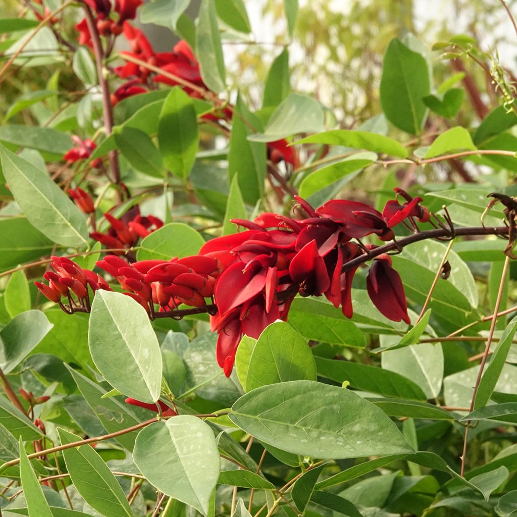Graines d'Erythrine crête-de-coq - Erythrina crista-galli