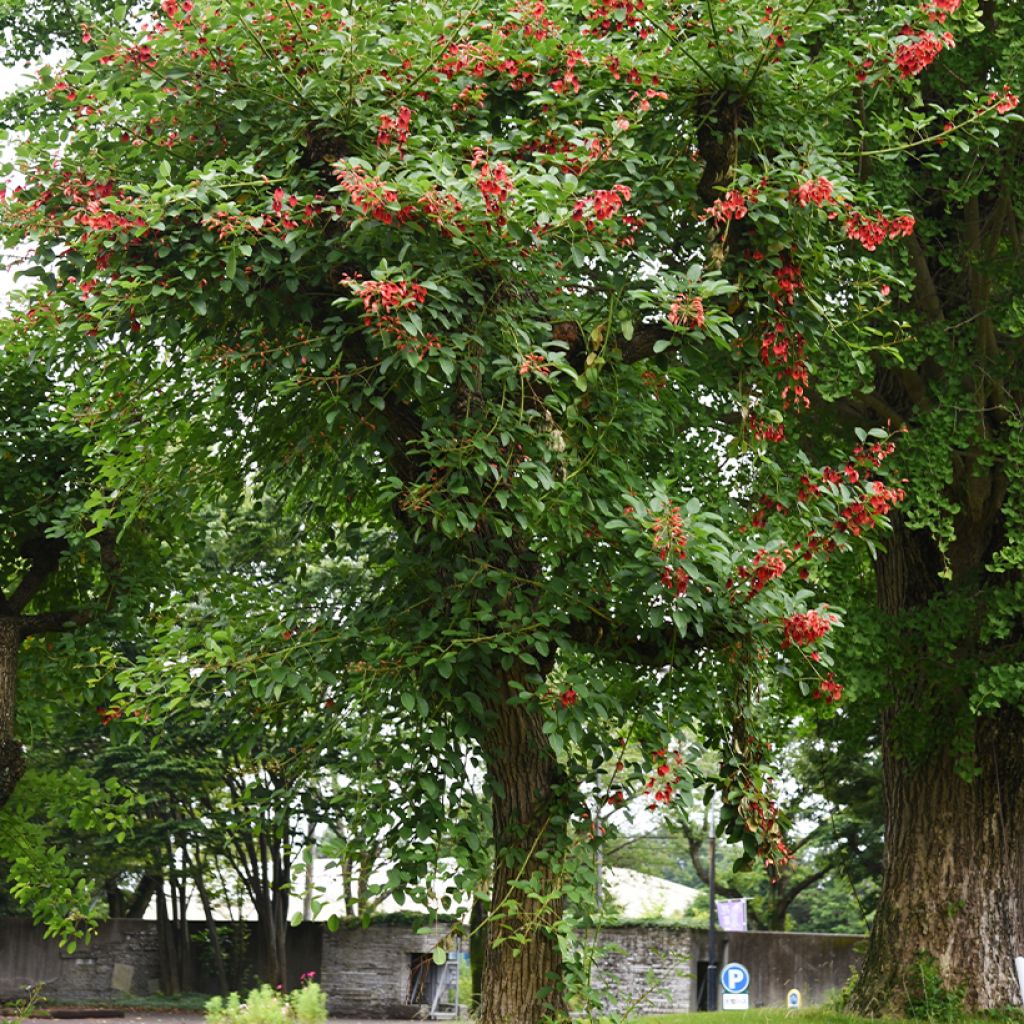 Erythrina crista-galli - Erythrine Crête-de-coq.