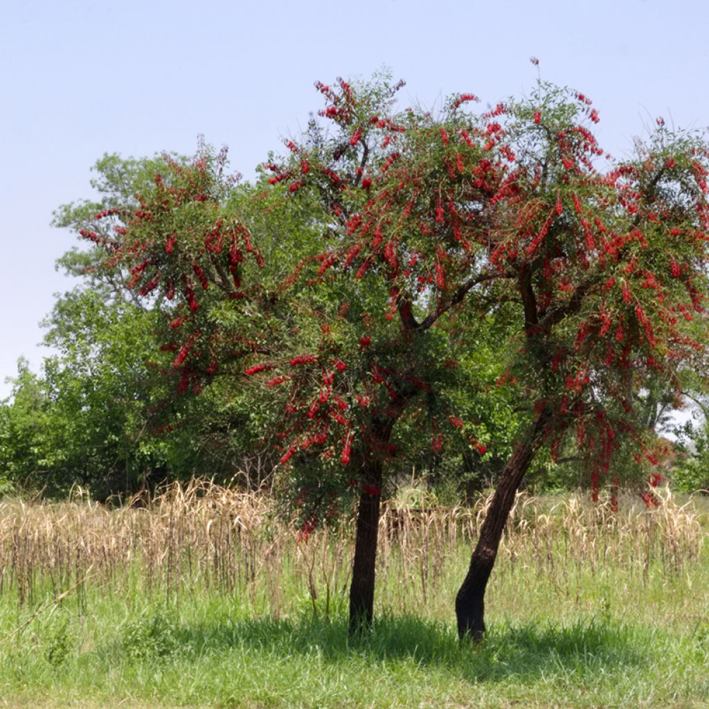 Erythrina crista-galli - Erythrine Crête-de-coq.