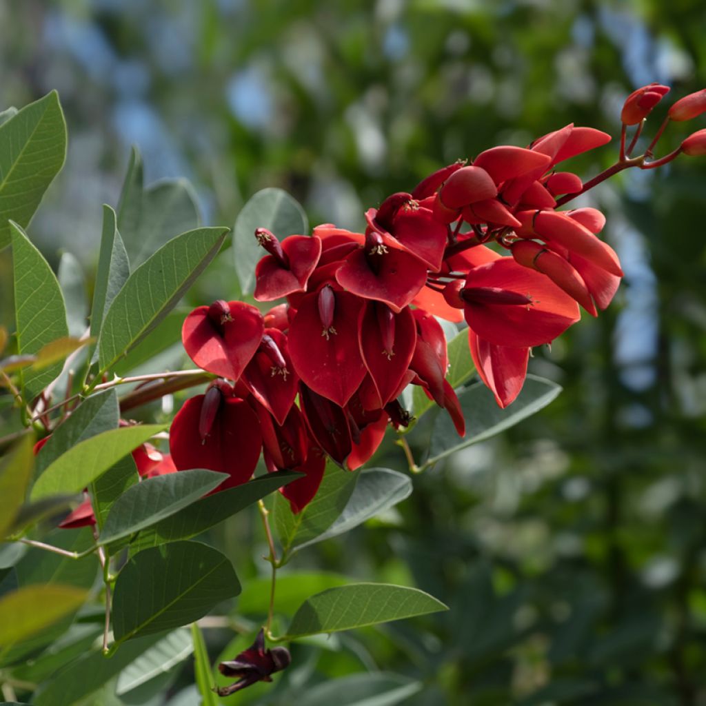 Erythrina crista-galli - Erythrine Crête-de-coq.