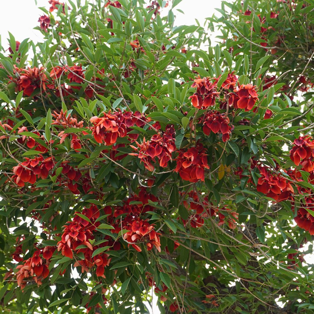 Erythrina crista-galli - Erythrine Crête-de-coq.