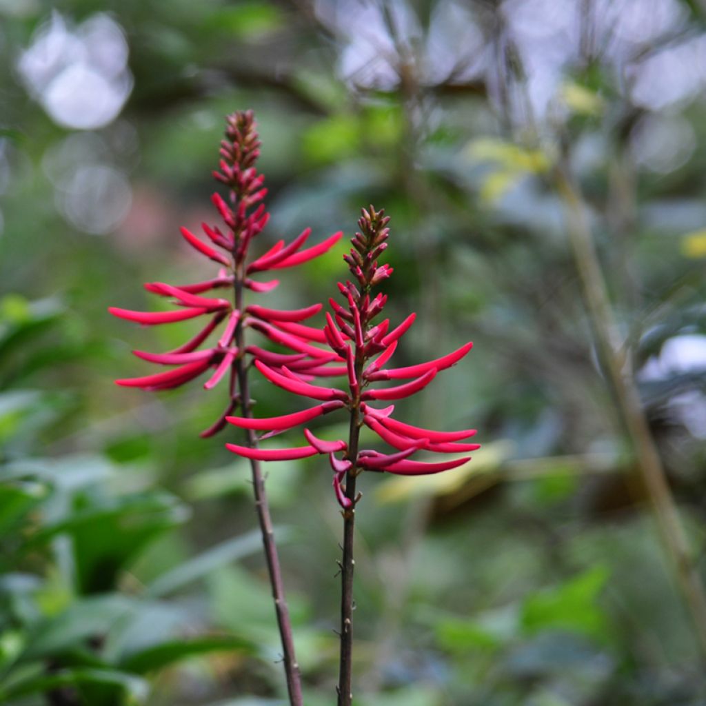Erythrina Amélie Jeckert