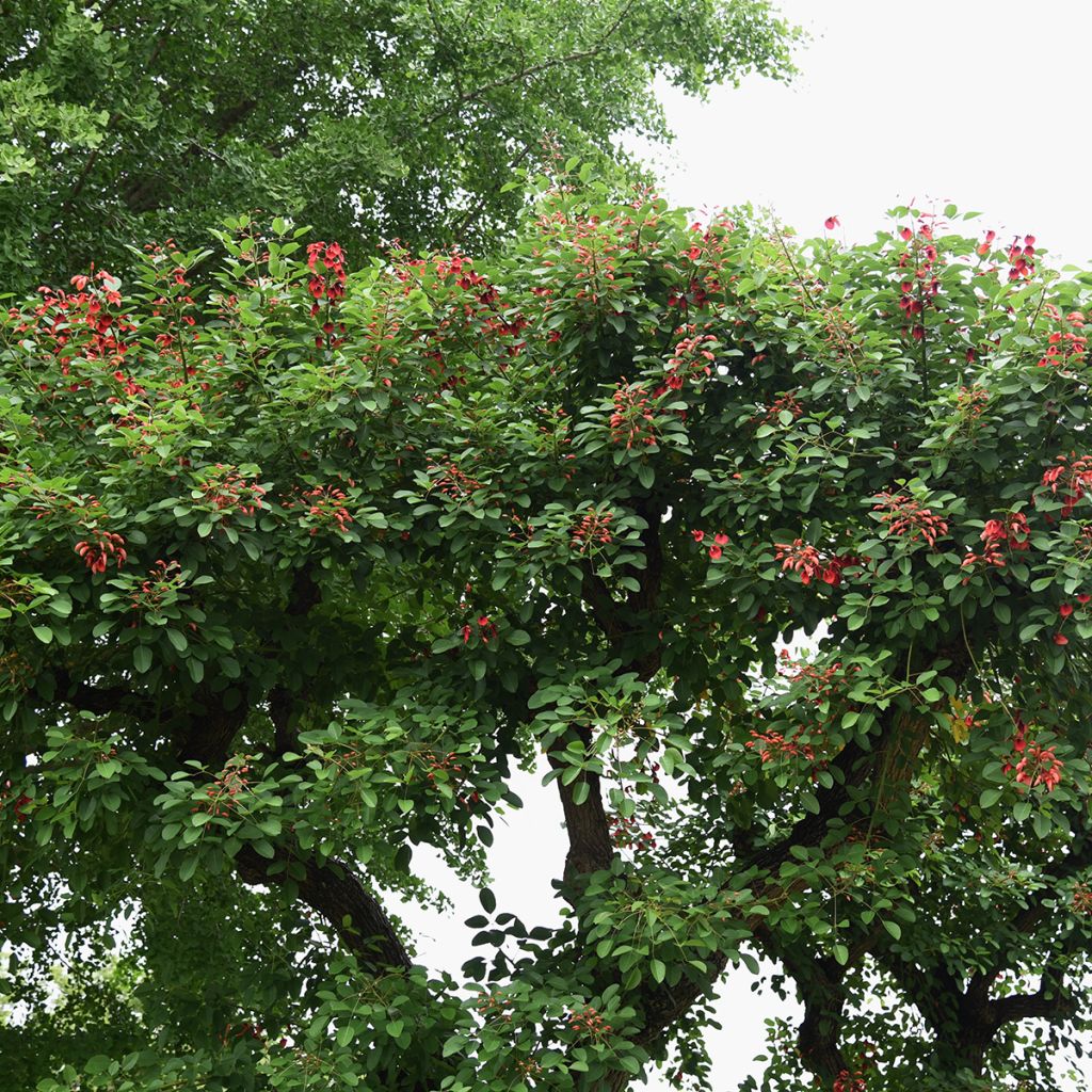 Graines d'Erythrine crête-de-coq - Erythrina crista-galli