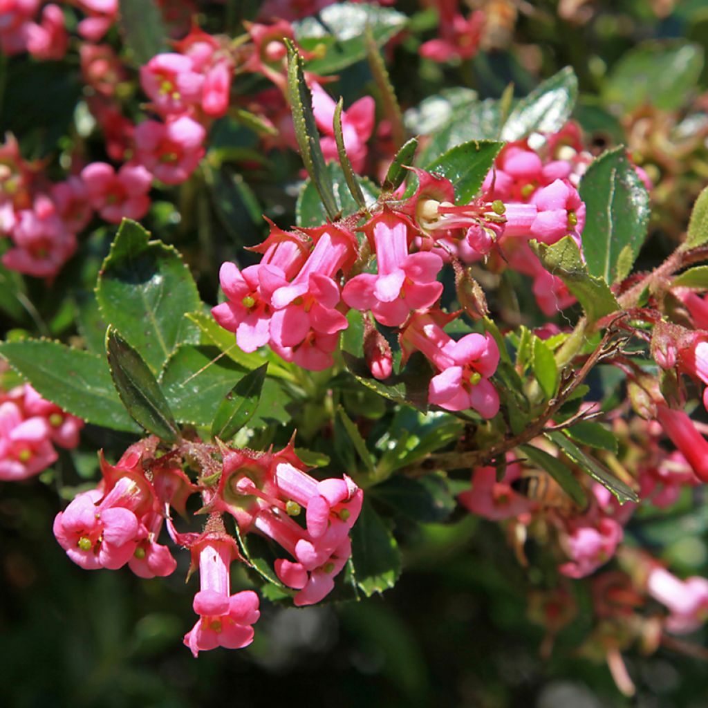 Escallonia Pride of Donard