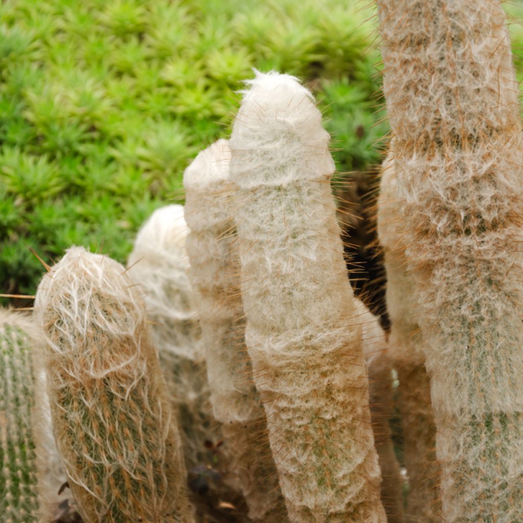 Espostoa lanata - Cactus cierge