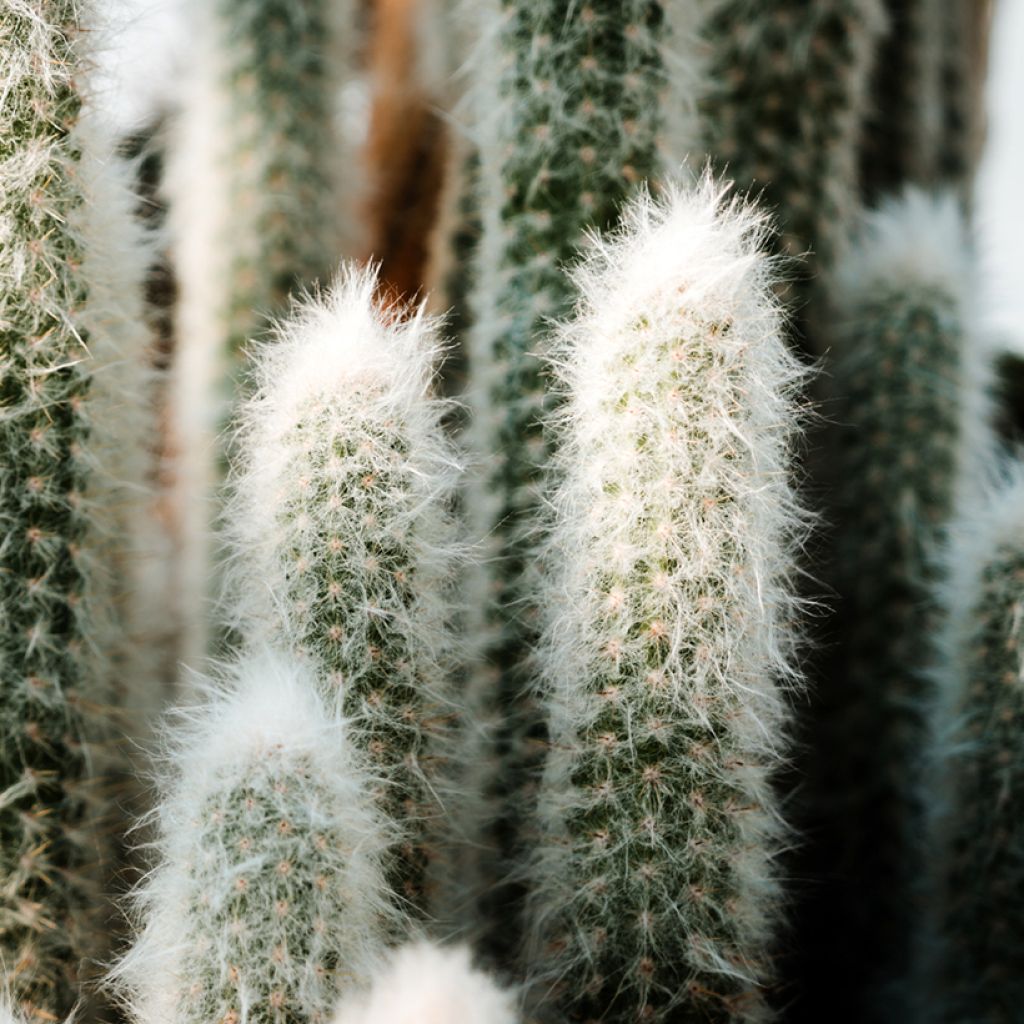 Espostoa lanata - Cactus cierge
