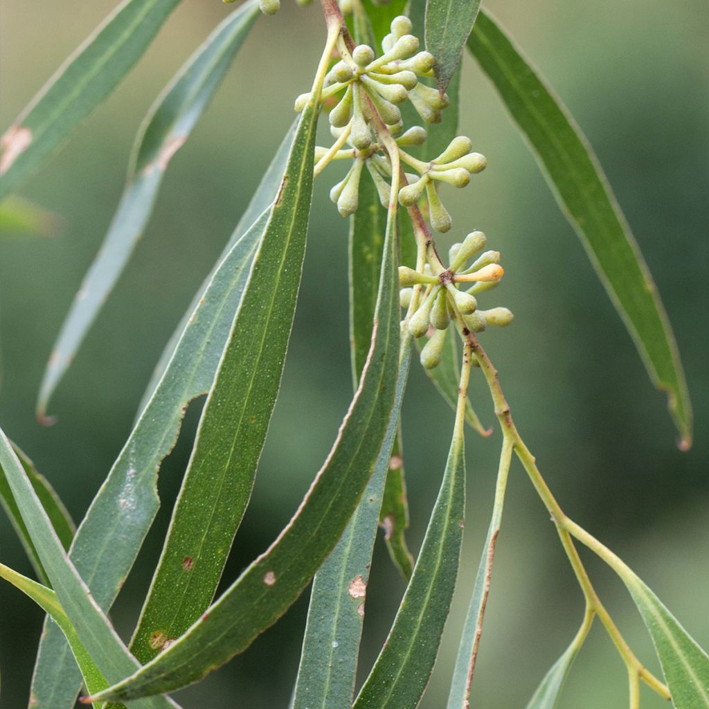 Eucalyptus amygdalina ou salicifolia - Gommier-menthe noir 