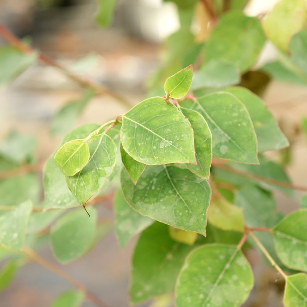 Eucalyptus deanei - Gommier de Deane, Gommier bleu montagne