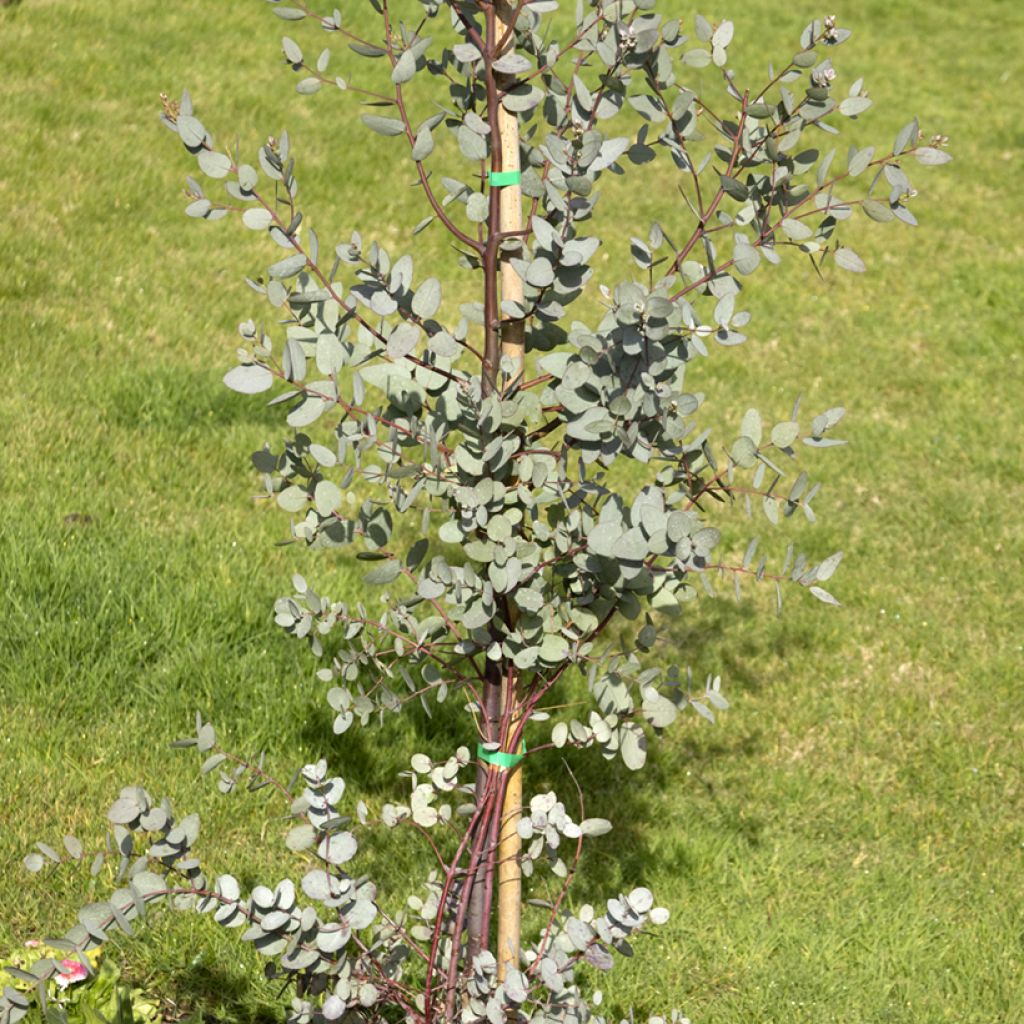 Eucalyptus gunnii - Gommier cidre