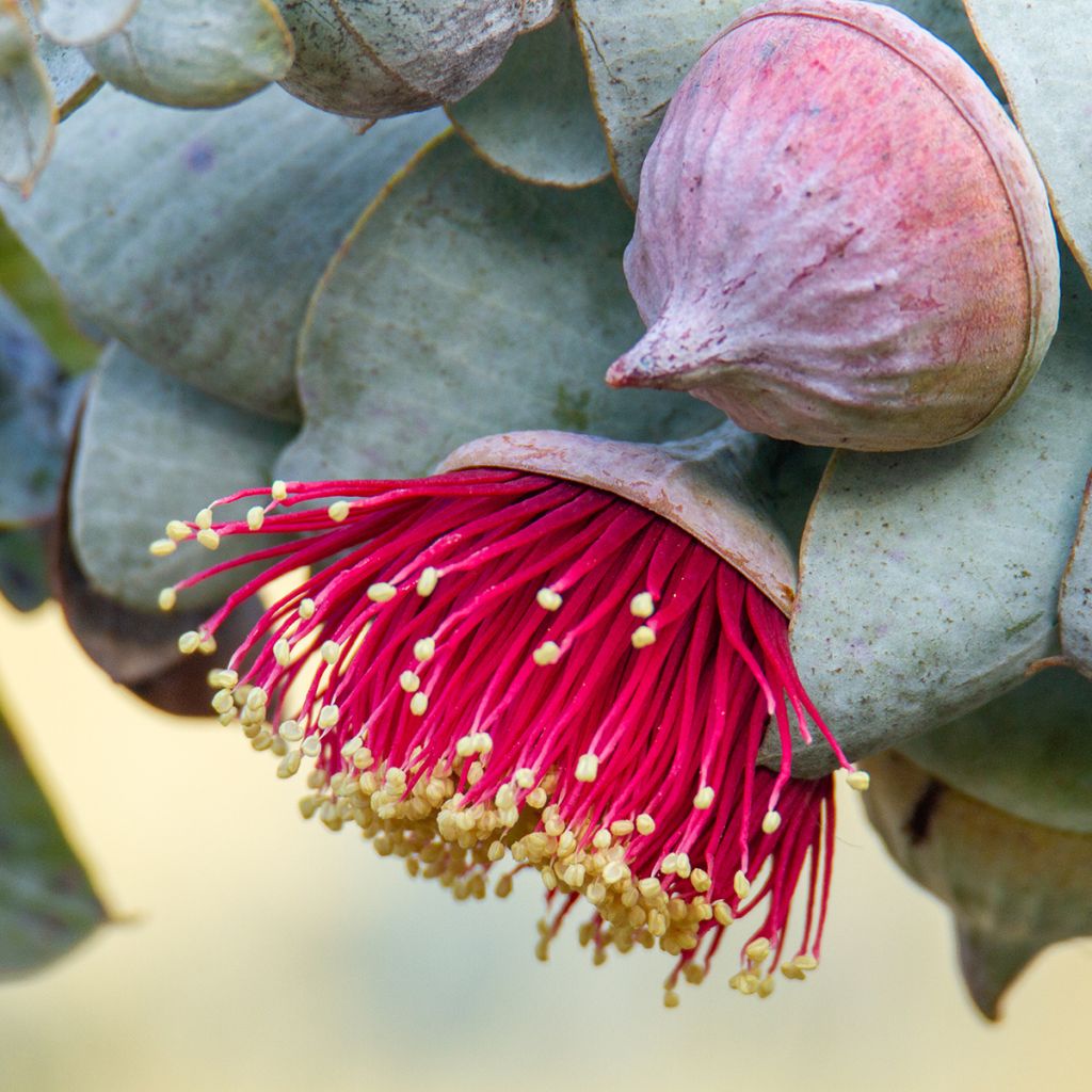 Eucalyptus macrocarpa - Mottlecah