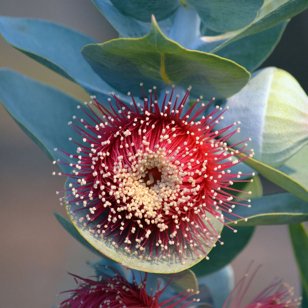 Eucalyptus macrocarpa - Mottlecah