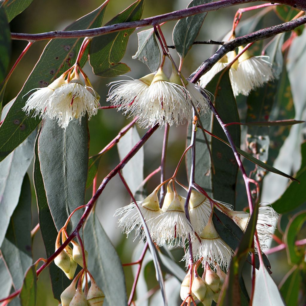 Eucalyptus sideroxylon - Eucalyptus à écorce de fer