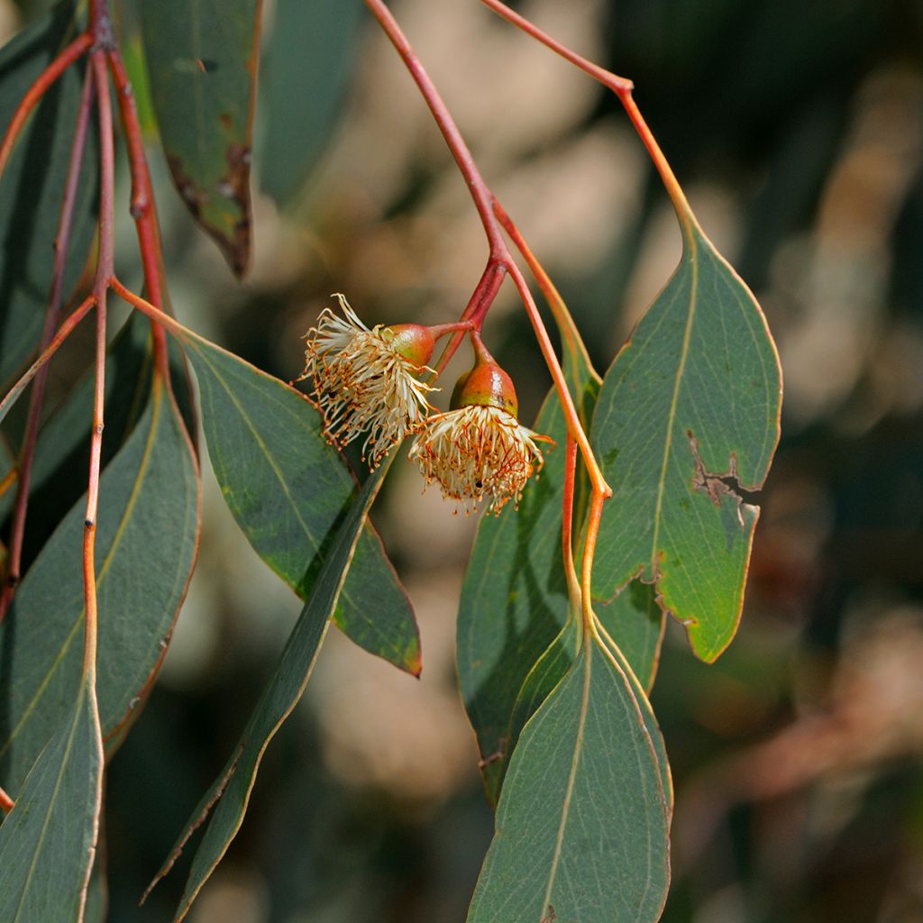 Eucalyptus sideroxylon - Eucalyptus à écorce de fer