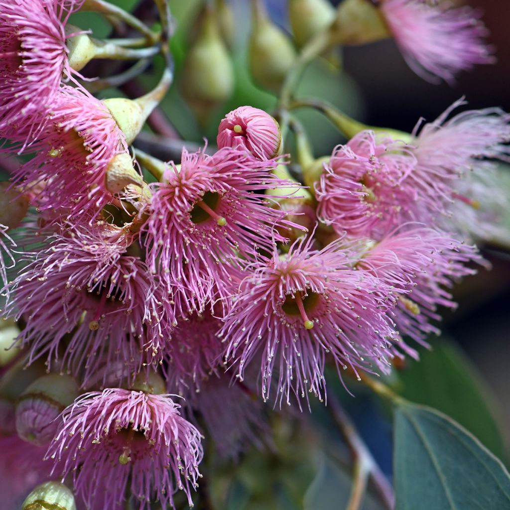 Eucalyptus sideroxylon - Eucalyptus à écorce de fer