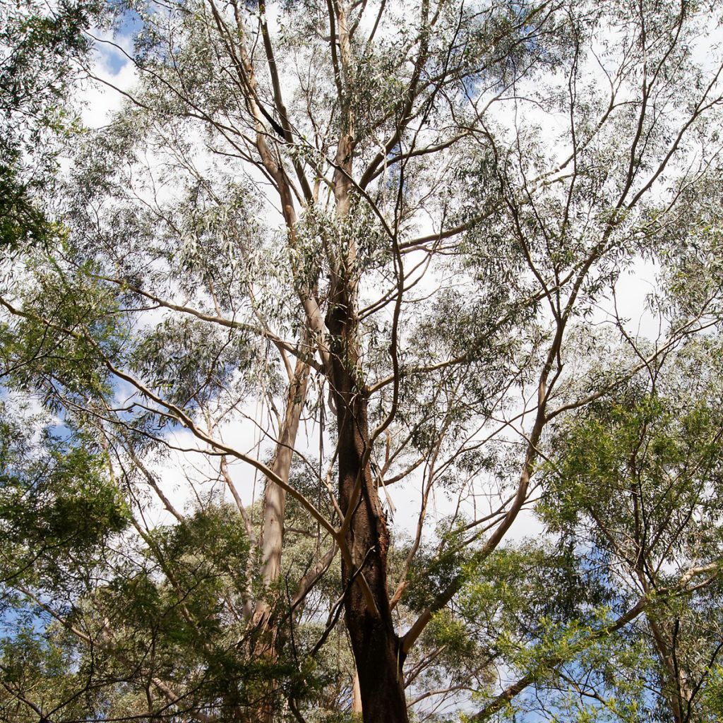 Eucalyptus smithii - Gommier de Smith