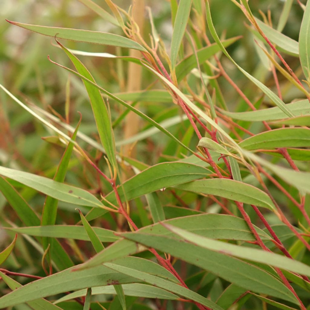 Eucalyptus stricta - Eucalyptus mallee des Blue Mountains