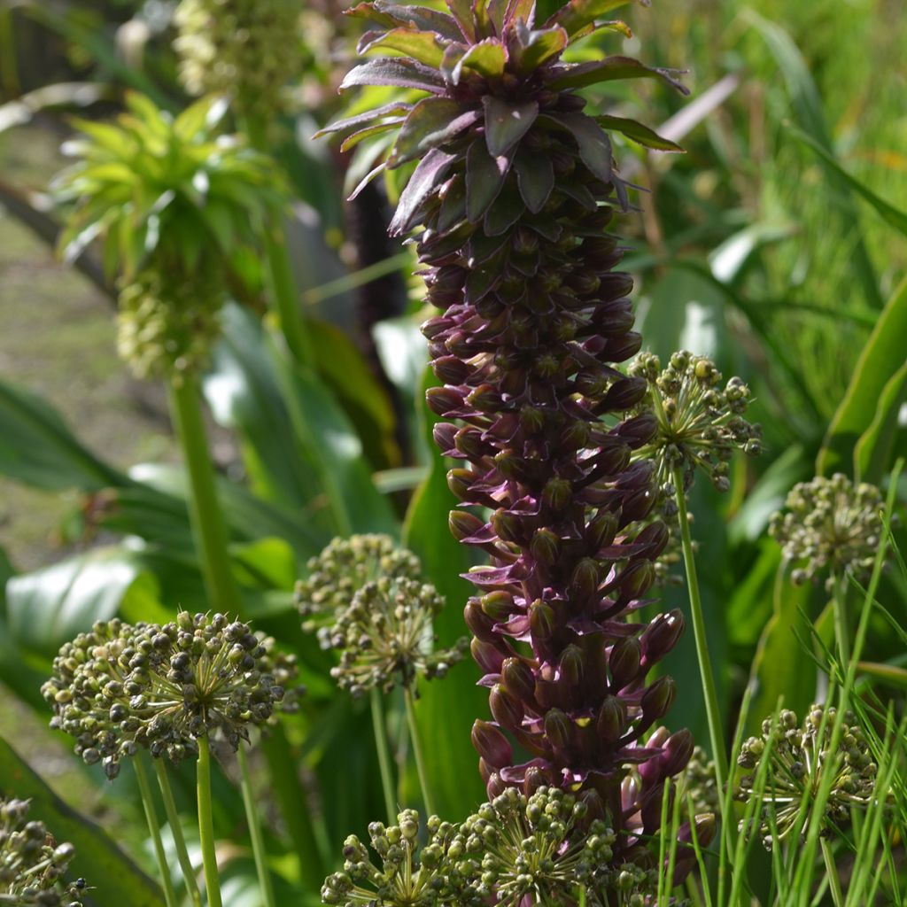 Eucomis comosa Indian Summer - Fleur ananas