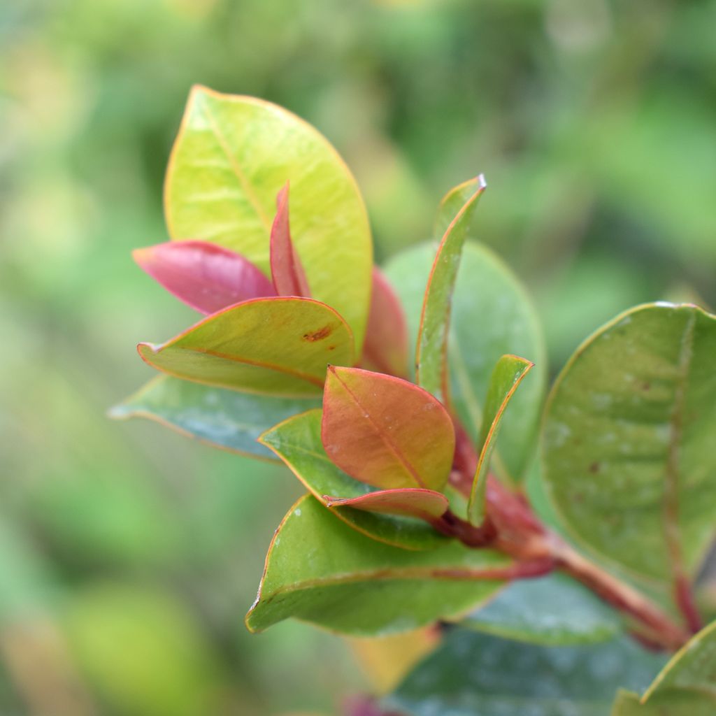 Eugenia myrtifolia New Port - Myrte d'Australie
