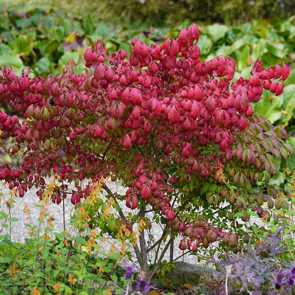 Euonymus alatus - Fusain ailé