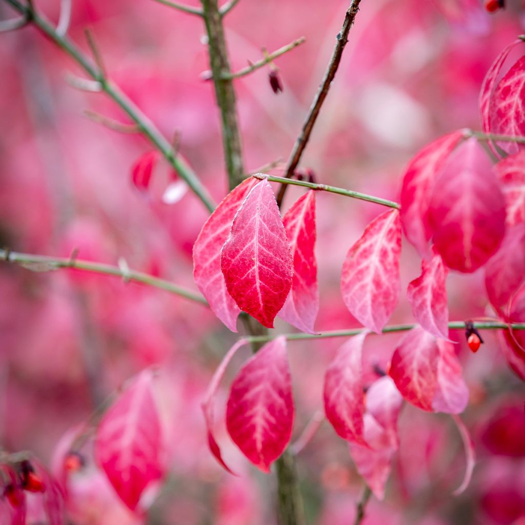 Euonymus alatus - Fusain ailé