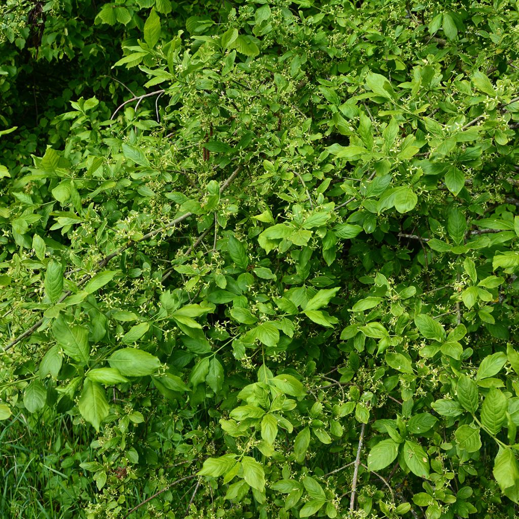 Euonymus europaeus Albus - Fusain d'Europe